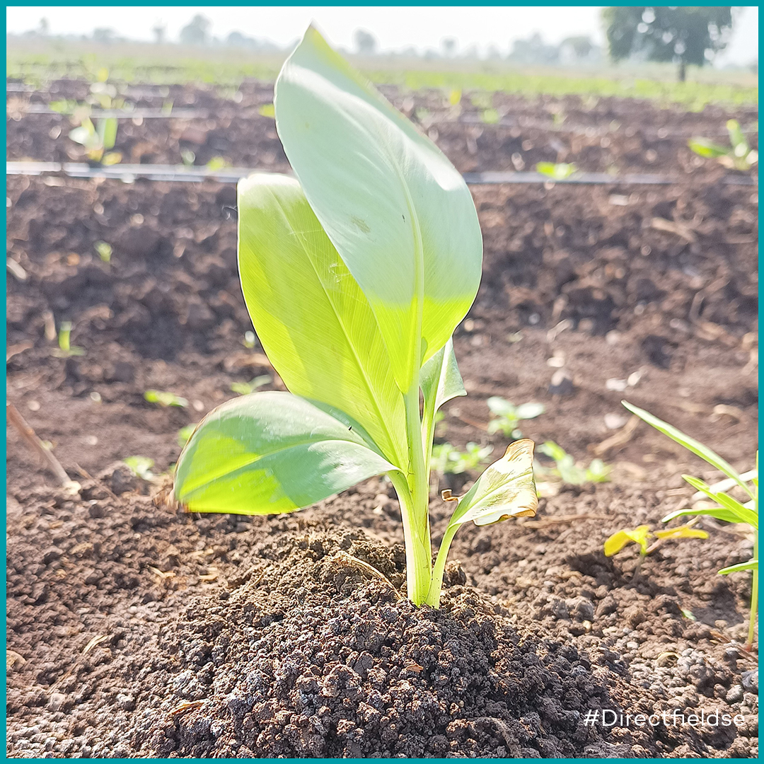 Grow Indigo tweet media