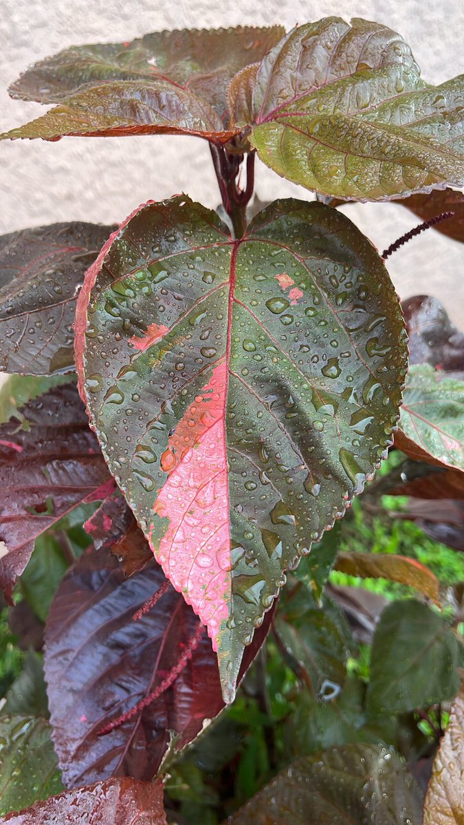 h0000pa's tweet image. In love with my plants 
#copperleaf #gardening #gardenlife #floridasun #florida #garden #landscaping #luxury #want