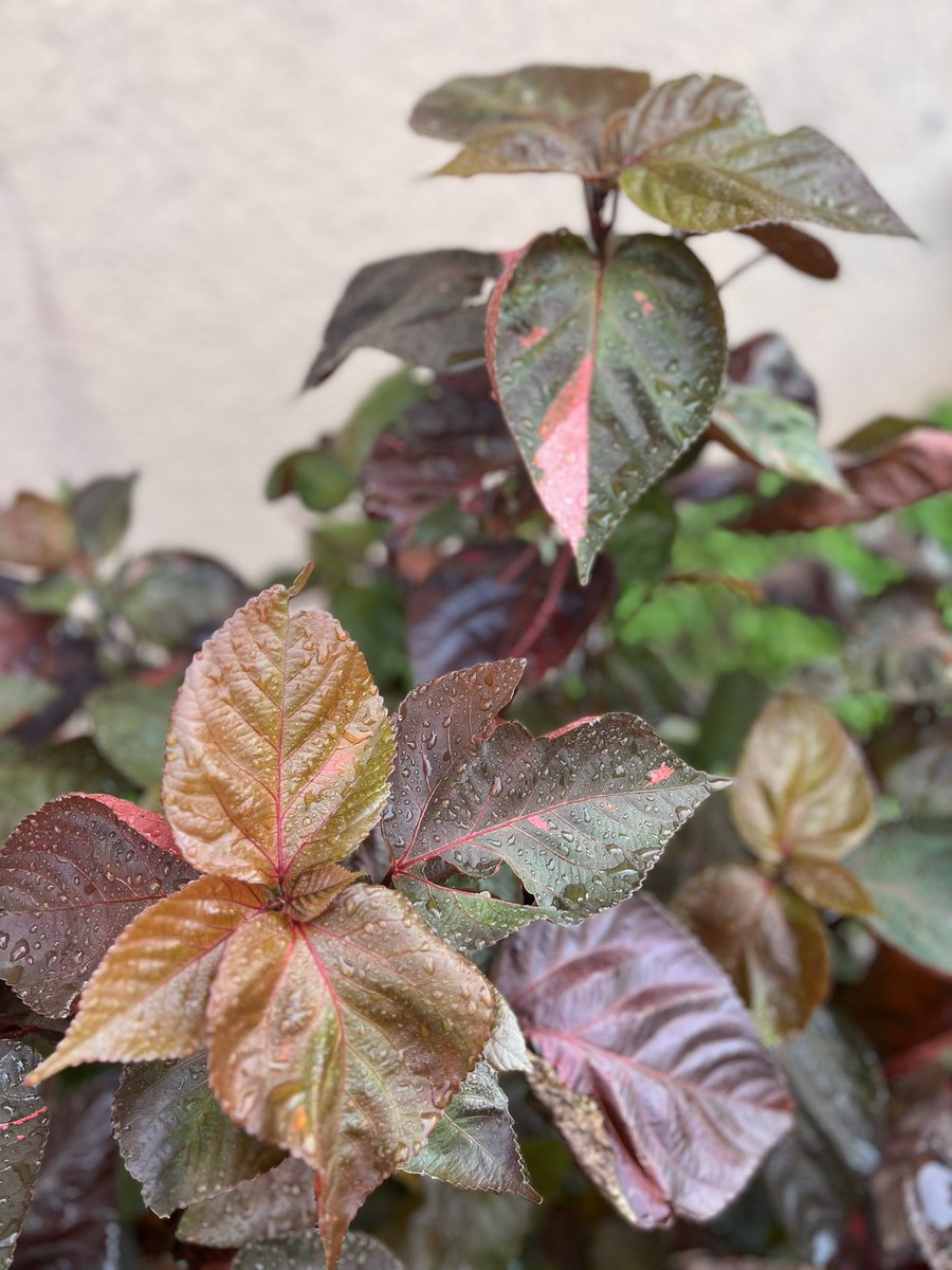 h0000pa's tweet image. In love with my plants 
#copperleaf #gardening #gardenlife #floridasun #florida #garden #landscaping #luxury #want