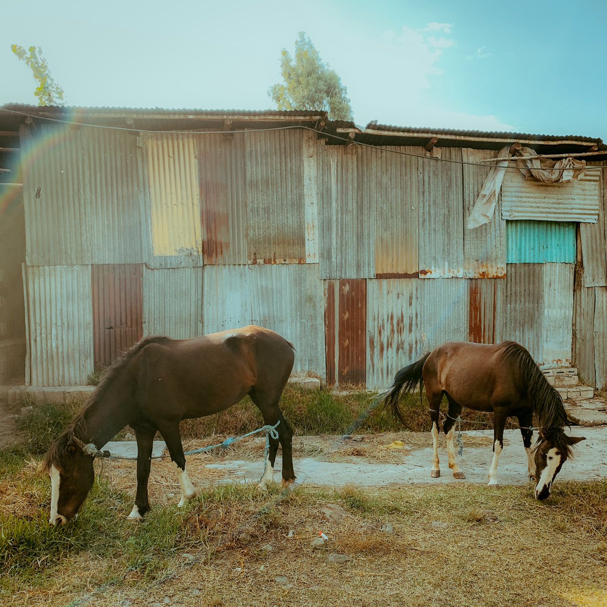 Sehin Tewabe tweet media