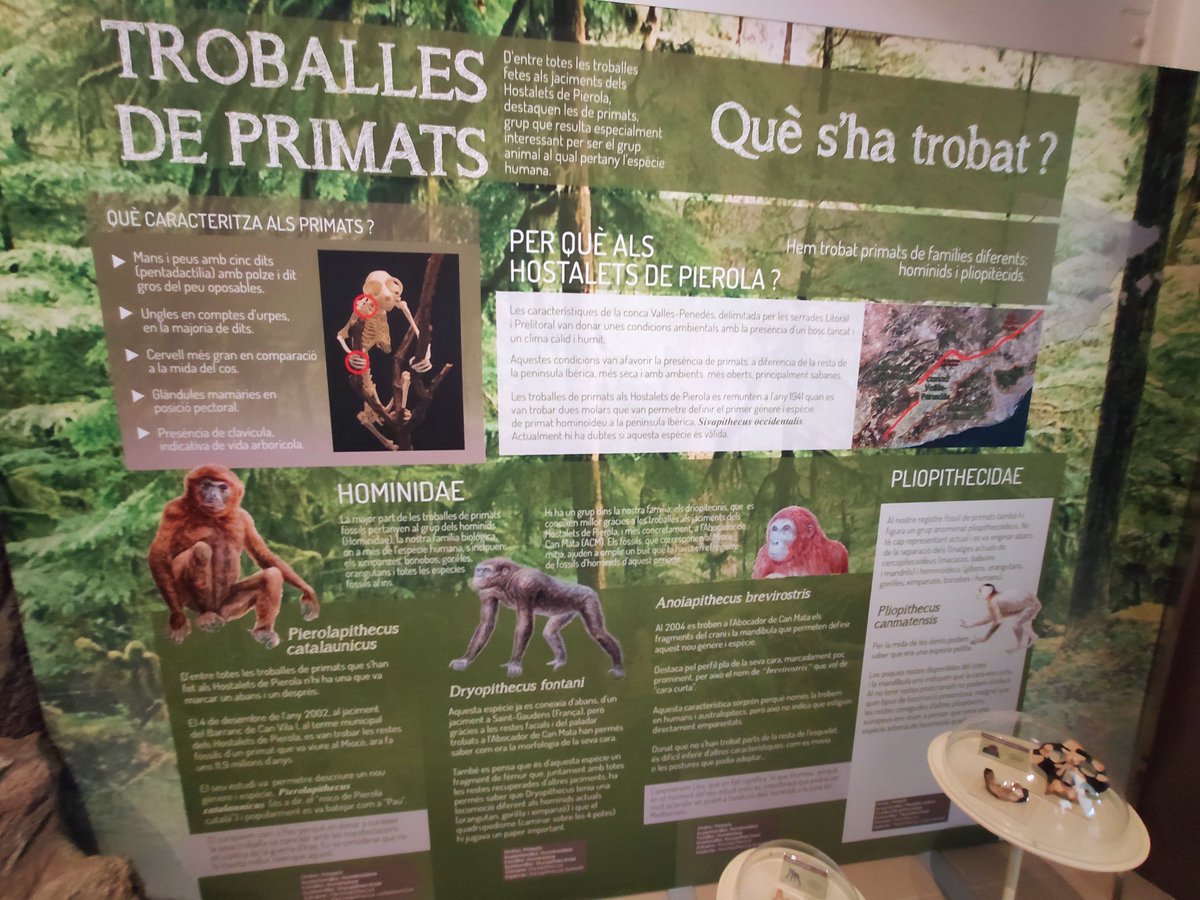 I absolutely LOVED EVERY SECOND at the CRIP of Hostalets de Pierola. MANY THANKS FOR THIS AMAZING CONGRESS AND FIELDTRIP! #EAVP2023 <a href="/eavp2023/">EAVP 2023 Sabadell</a> <a href="/ICP_MCrusafont/">Institut Català de Paleontologia Miquel Crusafont</a>