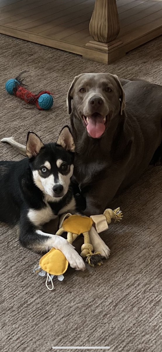 TracyButlerABC7's tweet image. Many of you have asked me how Skye &amp;amp; Bailey are getting along.  We think they are doing well together.  There’s still some “sibling rivalry,” but guess that’s normal.  #KleeKai #SilverLab