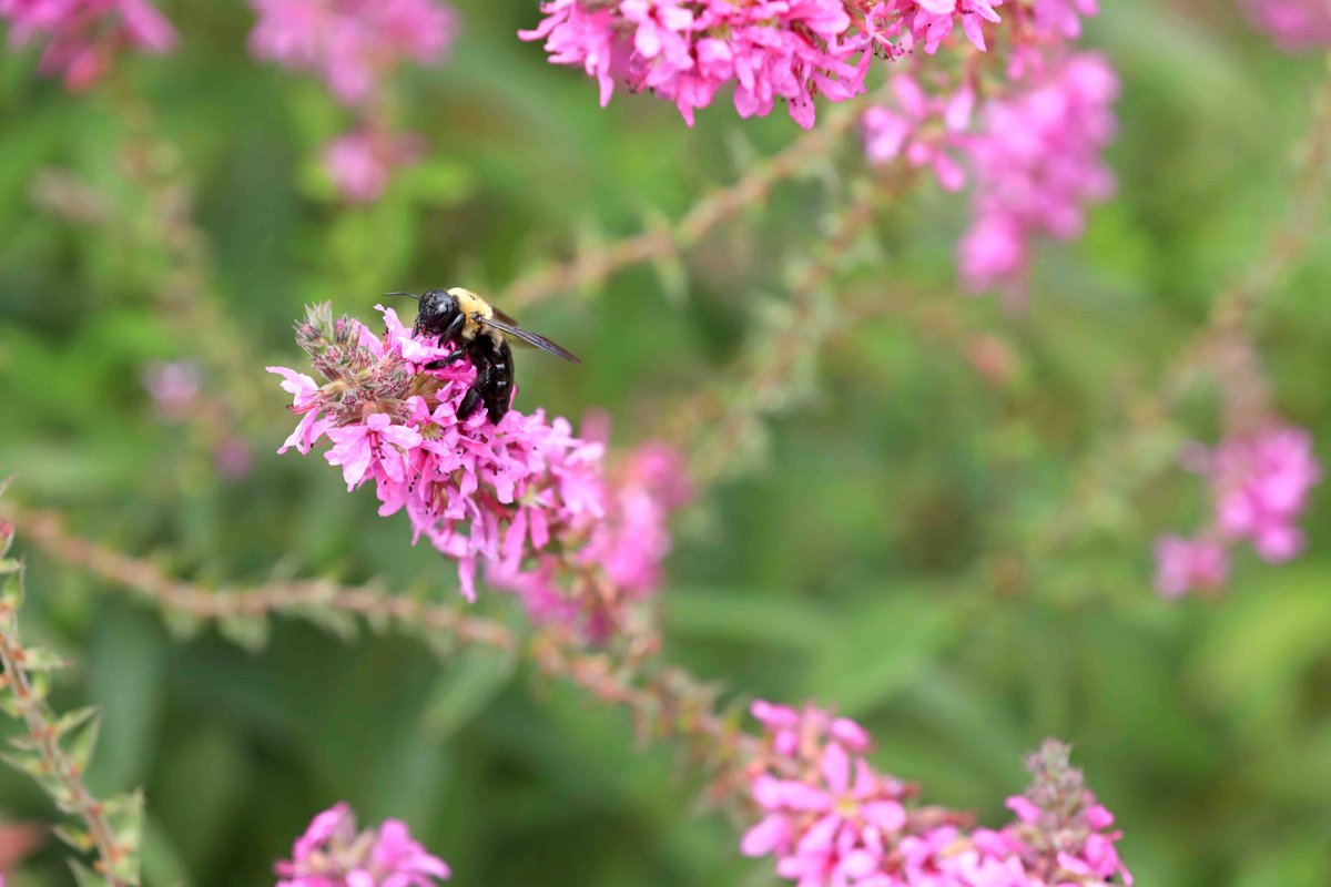 The Gardens are buzzing right now! We don’t serve pollen but our wine is pretty good! 🐝🐝🐝🌸🌸🌸