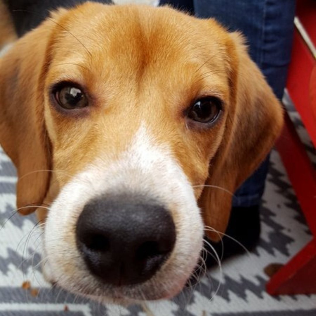 ❤️ Retweet ❤️ to boop the snoot!

#beaglefreedomproject #beaglefreedom #boopthesnoot #endanimaltesting #endanimalcruelty #openthecages #adoptdontshop