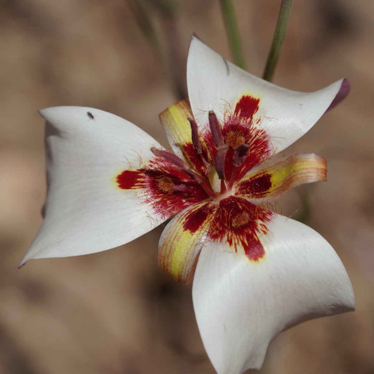 SLOBG's tweet photo. Rare plant find! 

This Calochortus simulans, or the San Luis Obispo Mariposa lily, found on our larger property was photographed by Martin De La Cruz.

While this one doesn't grow in our main garden, there are plenty of native blooms you can still see at SLOBG! https://t.co/hGXN1aFWaq