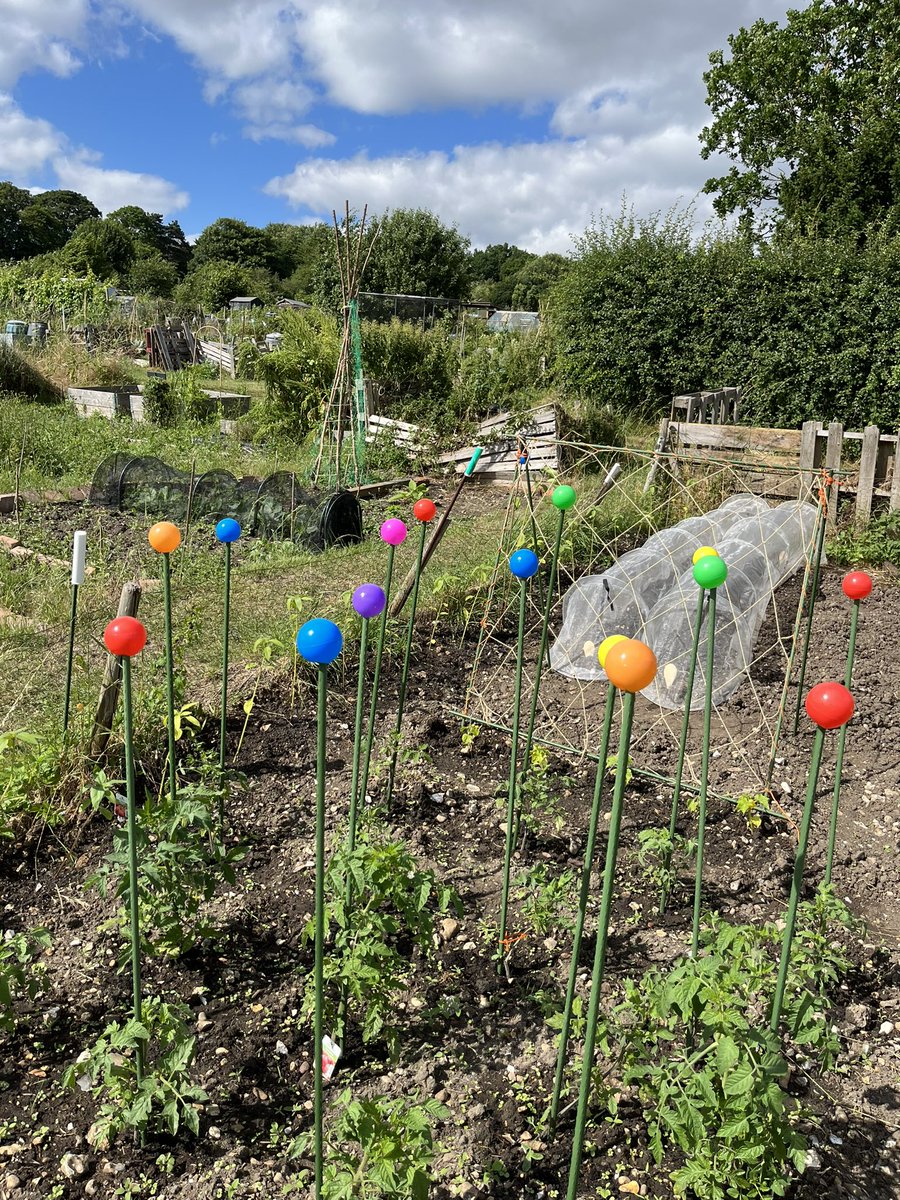 allibinky's tweet photo. I didn’t have enough cane caps for my tomatoes and these are at rather a lethal height for Young Sir. Ball-pit balls to the rescue! Really livens the place up 😀 🌱 #familyallotment #GardeningTwitter https://t.co/6y9Whp4cai