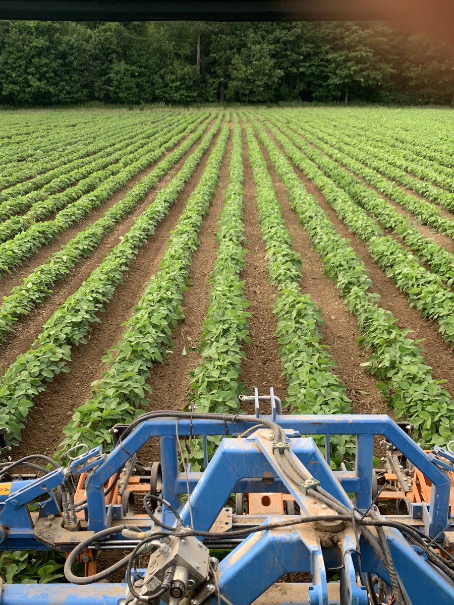 Just enjoying the victory on the war against weeds! But when growing organic crops, there’s always another battle!