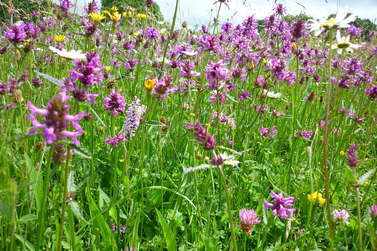 It’s true, we get a lot of joy from being in a meadow or grassland this #NationalMeadowsDay🌾
 
But, we also get so much more...
 
🐞Biodiversity
🍞Food
🌬️Clean air
💧Water
🌍Carbon storage

1/4