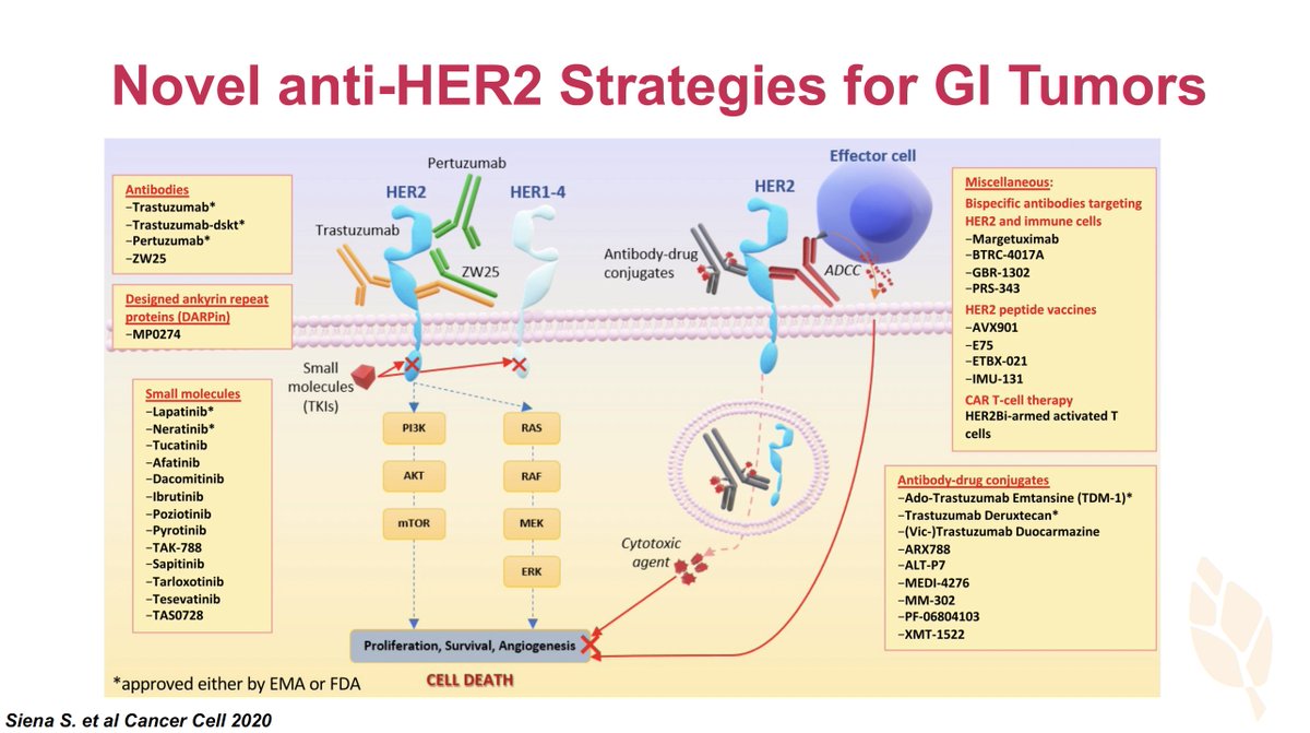 Targeting the HER2 Pathway in GI Cancers at #WCGIC2023 
👉Amazing evolutions of targeted therapies for Her2+ tumors
👉T-DXt with pan-tumor activity
👉T + Tucatinib & Zanidatimab very promising
👉We need to better understand the iTME for IO combinations
@myESMO @OncoAlert @WCGIC