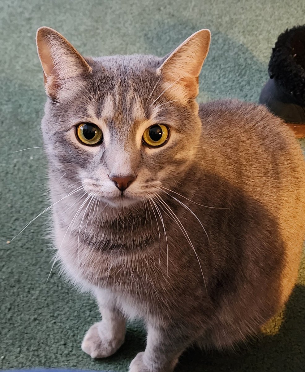 SnowPrincessVT1's tweet photo. @CaraLisette Sir Edmund Purrcival https://t.co/Pvq6mBs8oP