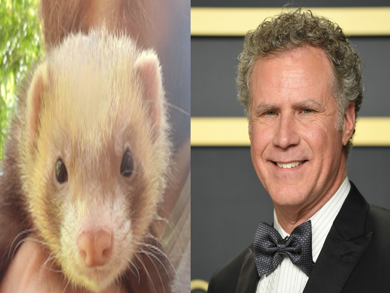 Separated at birth???
Will Ferret and Will Ferrell
#WillFerrell #WillFerret #funnyferret #separatedatbirth