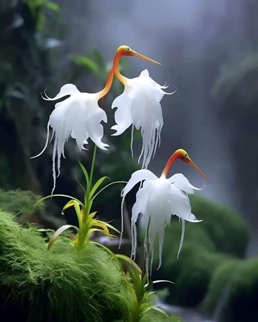 Shadow Egret Orchid🧡🌿🌼🌷