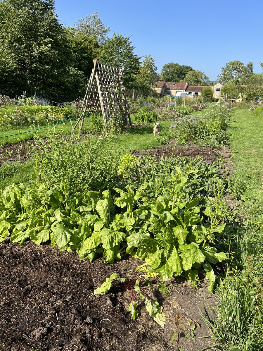 CommonFarm1's tweet photo. Today I sowed: two kinds lettuce mix, beetroot, spinach, radish, calendula, canterbury bells, wallflowers - all direct sown. #notreallywork https://t.co/MRJZZ0tXsK