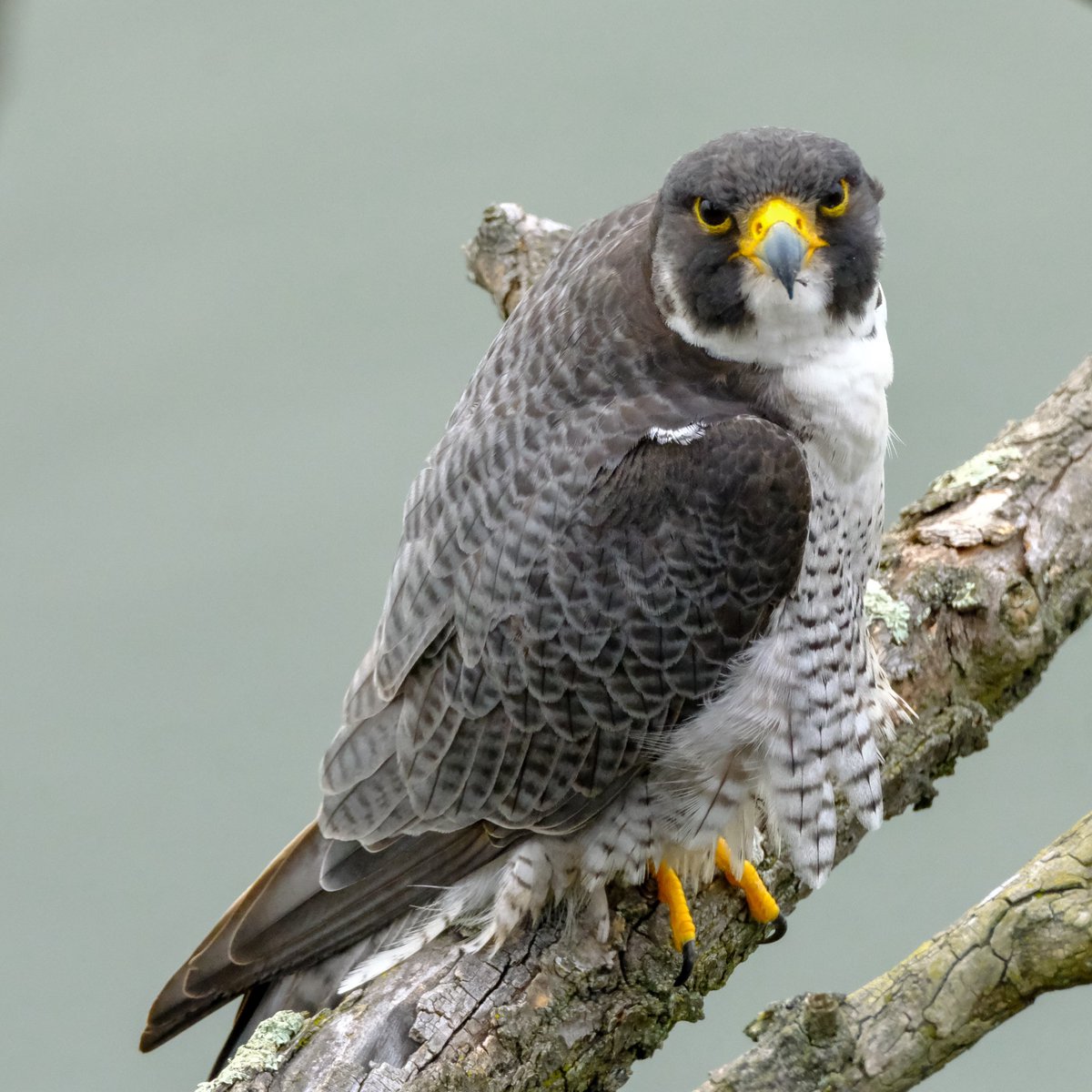 Falcon attitude 
#BirdsOfPrey #peregrinefalcon #BirdsOfTwitter #whatalexshot2 #fujifilm_xseries