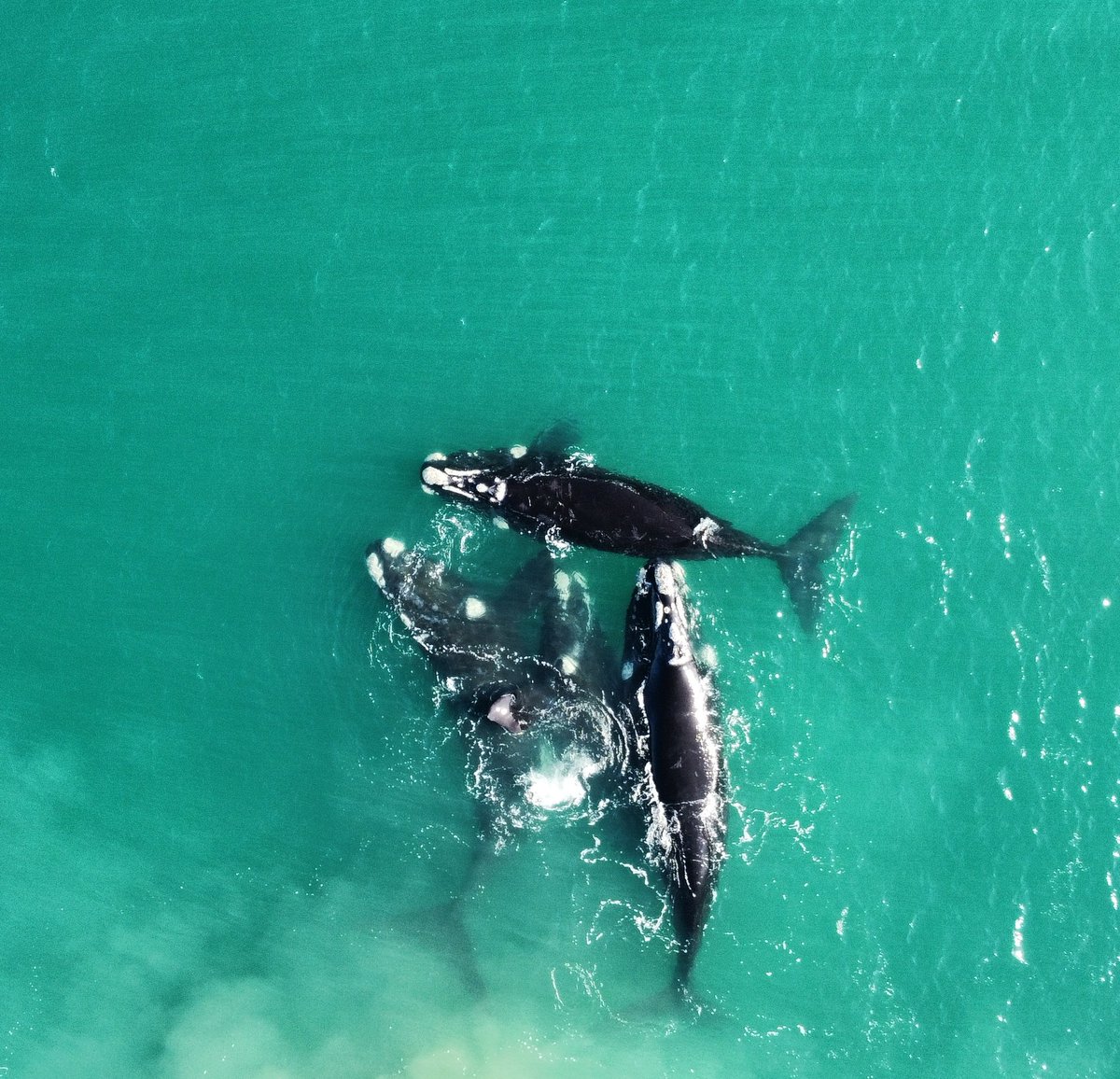 Cuatro ballenas francas por playa Serena. Un momento único. 

#ballenas
#mardelplata
#argentina
#oceano
#acantilados