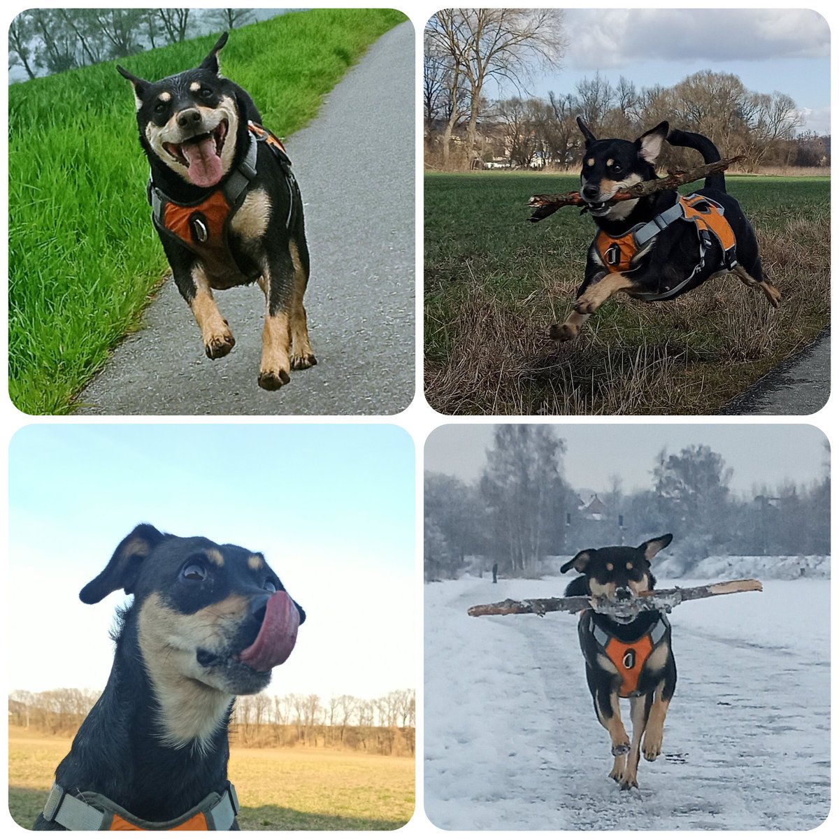 RafWalczak's tweet photo. #DzienPsa 
#niekupujadoptuj
#pies https://t.co/eE2uMoFZht