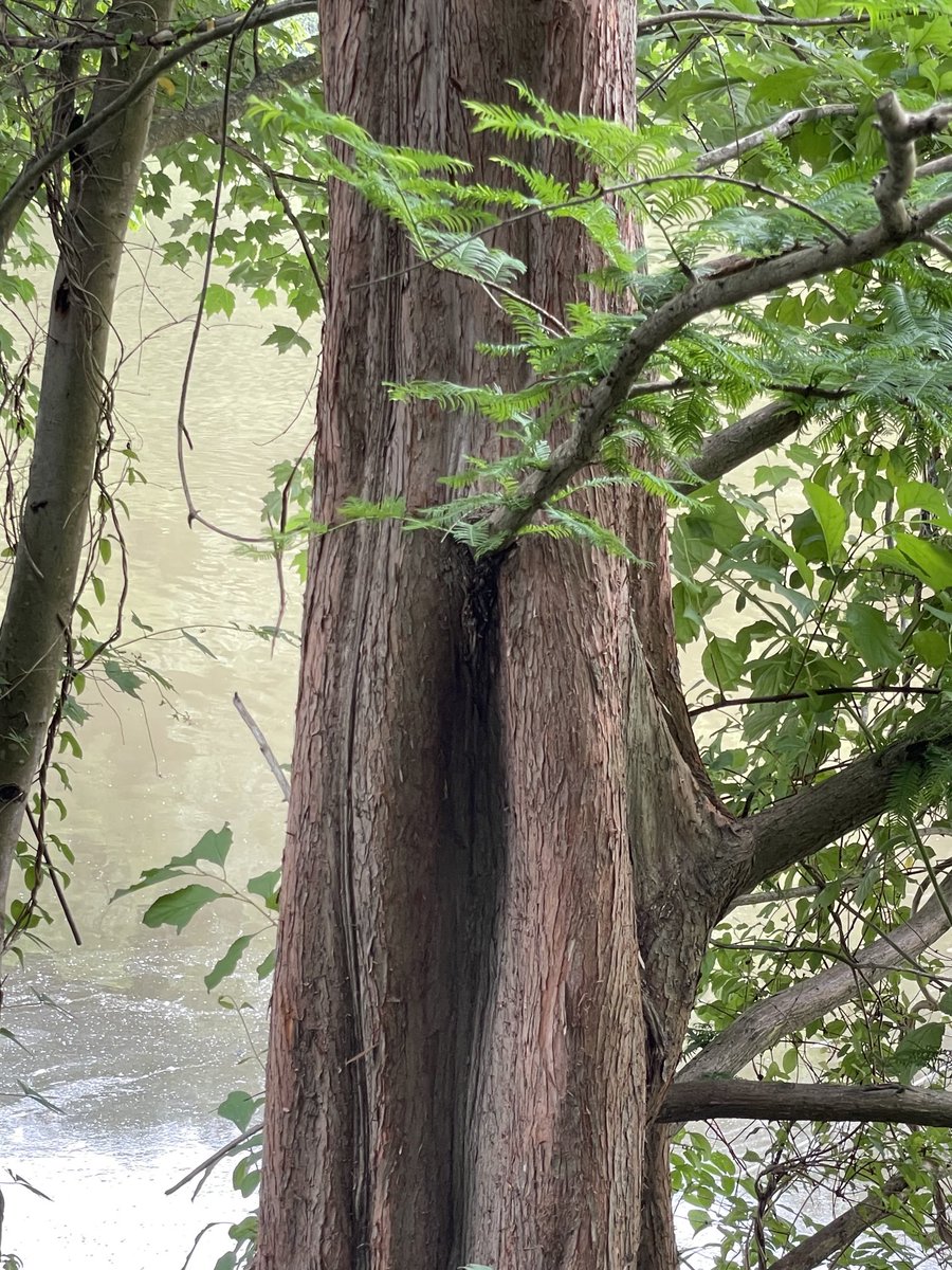 FlanaganBio's tweet photo. Whoa—If my ID is correct, this is a dawn redwood! Native to China, related to redwoods out west, it’s a very old species— from Paleocene. Thought extinct, rediscovered in the 40s, now planted as ornamentals. This one is next to the lake—who planted it, and when? 🤔#NatureBreak https://t.co/Y6iIl25Fop