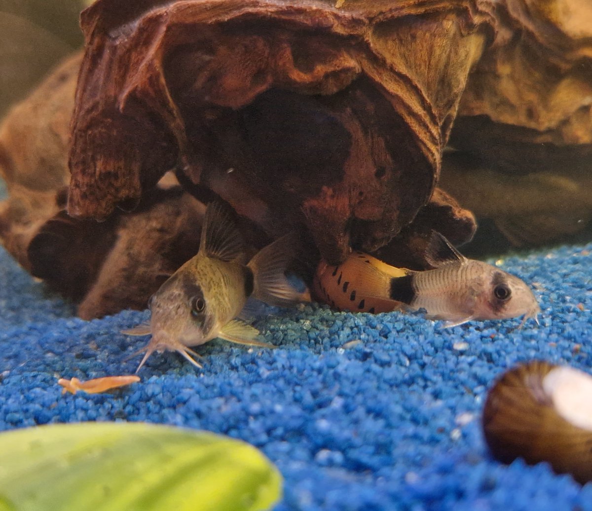 pandaMimy's tweet photo. I got a companion for my sweet Riri, I didn't want him to be lonely in the aquarium... They are so cute together, you can see on his face that he is much happier now.. 🥹💙
#pandafish #Corydoras_panda
#이승현 #승리 #SEUNGRI
#スンリ #胜利 #VICTORY
#LEESEUNGHYUN https://t.co/XbZjnBzdgb