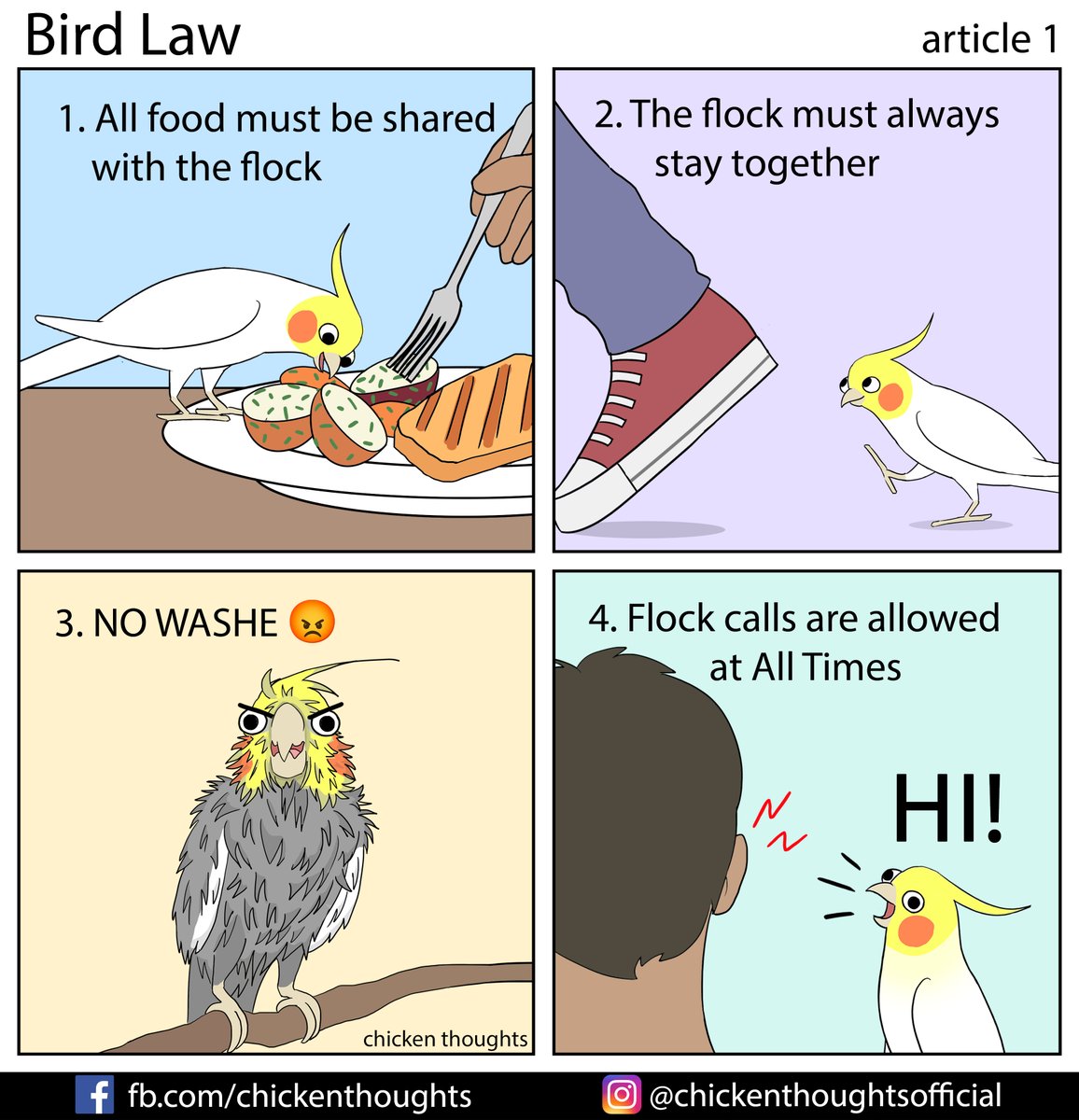 Bird Law article 1 starring fb.com/CorbynTheCockatiel and Patches (@ihatepeople010 on Tiktok)
