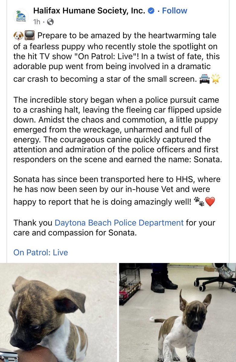 Here’s the update on Sonata (Sonny). They have been overwhelmed with phone calls but he is doing well. He is still not ready for adoption but I’m sure there is a waiting list by now. #OPLive #oplivenation