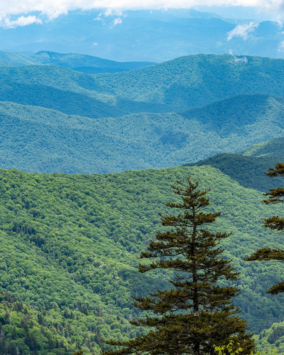 Spring in Great Smoky Mountains National Park