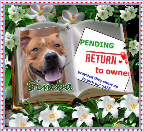 NYCACC: SIMBA may be going home, his owner says he wants him back. Congratulations!  If the owner shows up, he'll be safe.