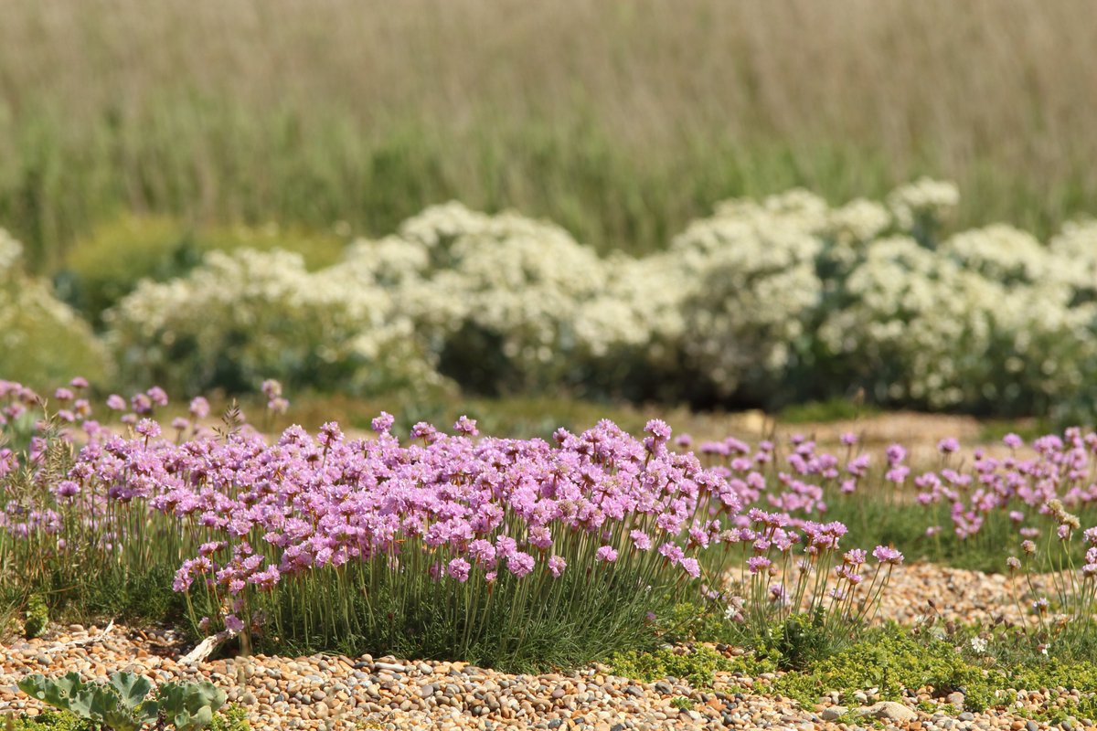 Carpets of Pink Thrifts along Jurassic Coast. 
They are over now but aren't they so beautiful! 🌺🌿🌱🌊

#flora #wildflora #botanical #Jurassiccoast #coast #coastalflora #nature #naturephotography #wildlife #Pinkthrift #pink #coastalphotography #NatureTwitterworld
