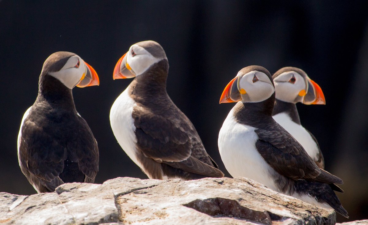 A colony of puffins is called a PUFFINRY.