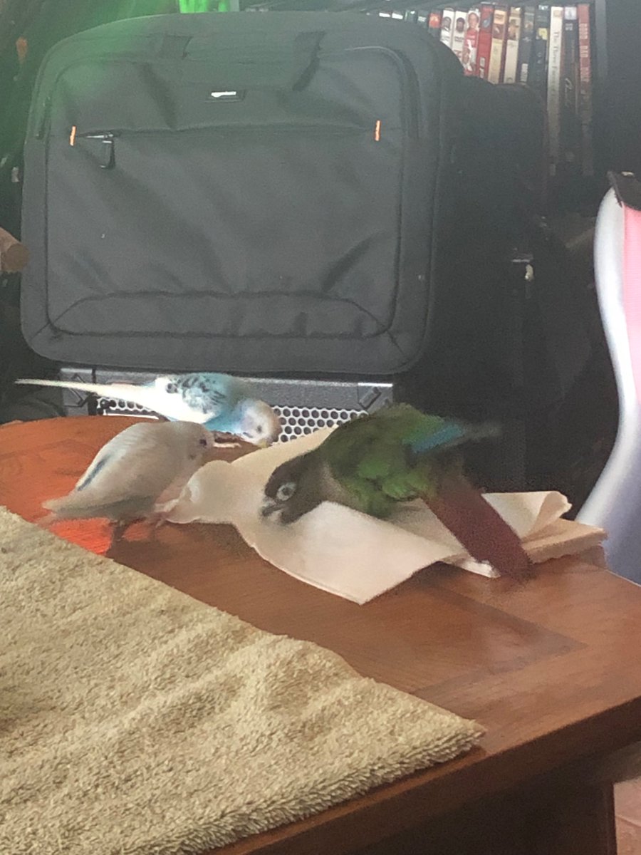 My parakeets seem to be looking for nesting material and my conure is trying to help.