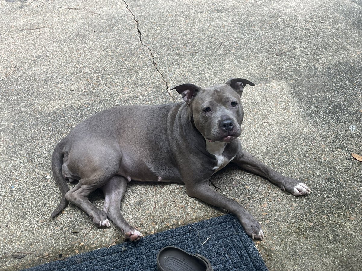 Chef Stef tweet media