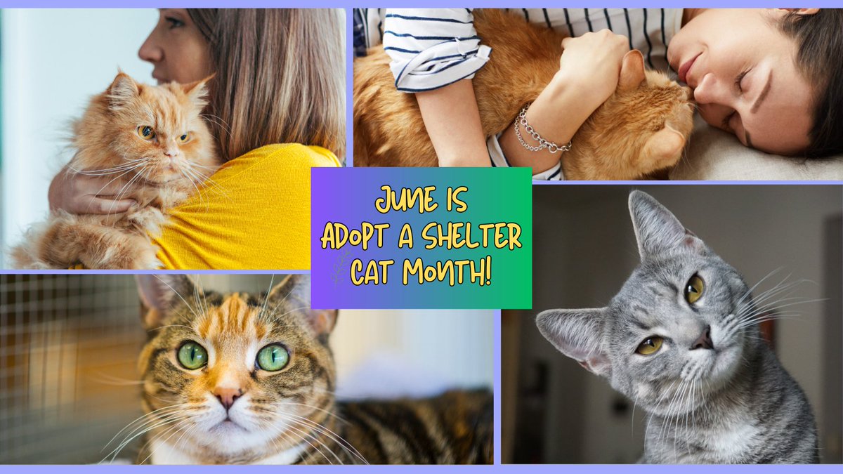 Don't forget June is Adopt a Shelter Cat Month! Go to the shelter & find a new best friend!

#petsitter #stpete #stpetersburgflorida #maderia #pinellas #dogs #catfacts #cats #catlovers #dogfacts #doglovers #PetTips #HealthyPets #Florida #FairyDustServices