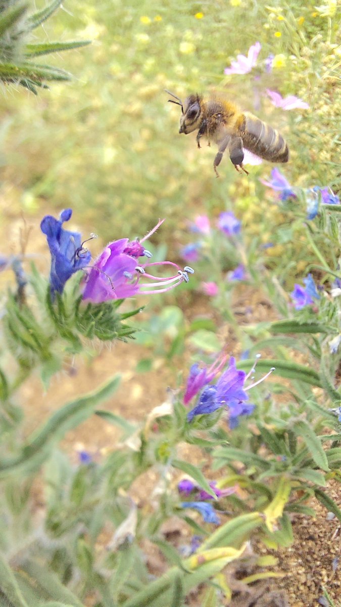 Las últimas lluvias están haciendo florecer el campo y nuestras abejas lo están aprovechando.
#beegetalstorm