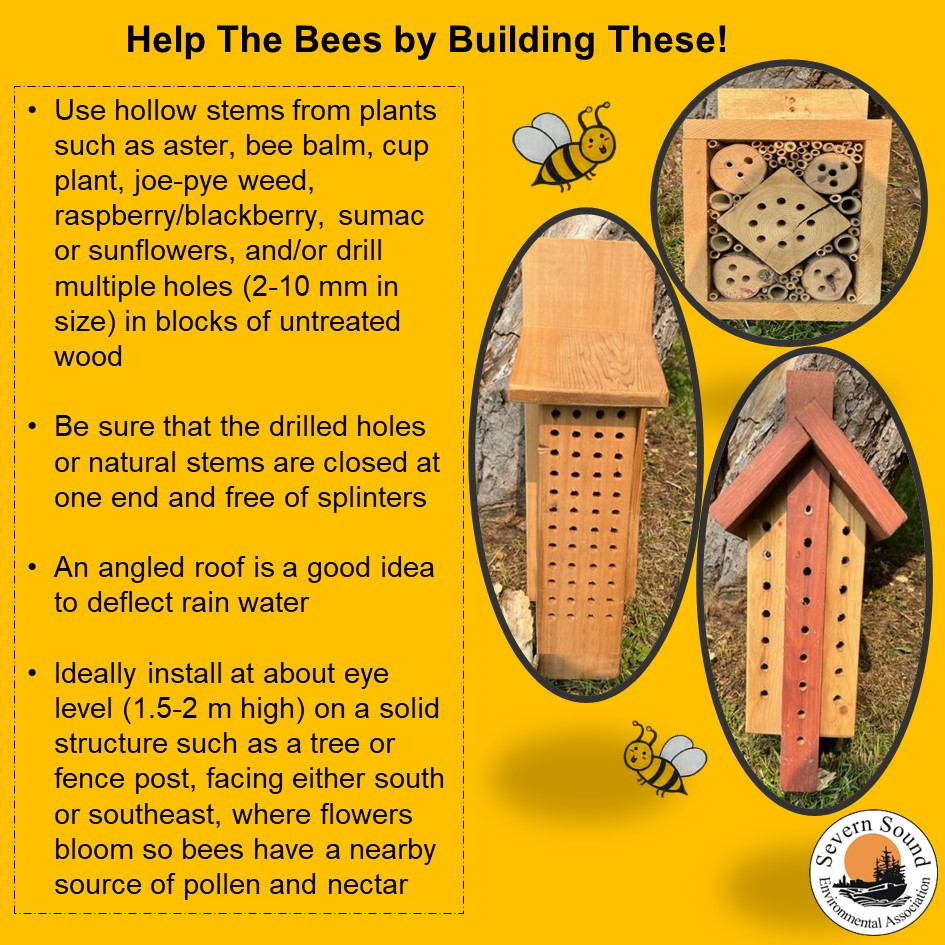 SSEA_SSRAP's tweet image. It’s Day 4 of #pollinatorweek2023 – Learn what we can build to help our solitary bees. #pollinators #solitarybees #beehotels