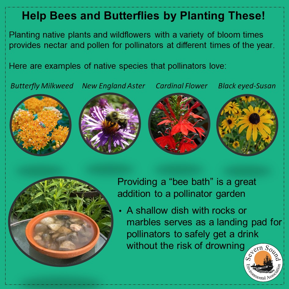 SSEA_SSRAP's tweet image. Day 5 of #pollinatorweek2023 is about some of the ways to start a #pollinatorgarden and a few native species and habitat features that can be incorporated.