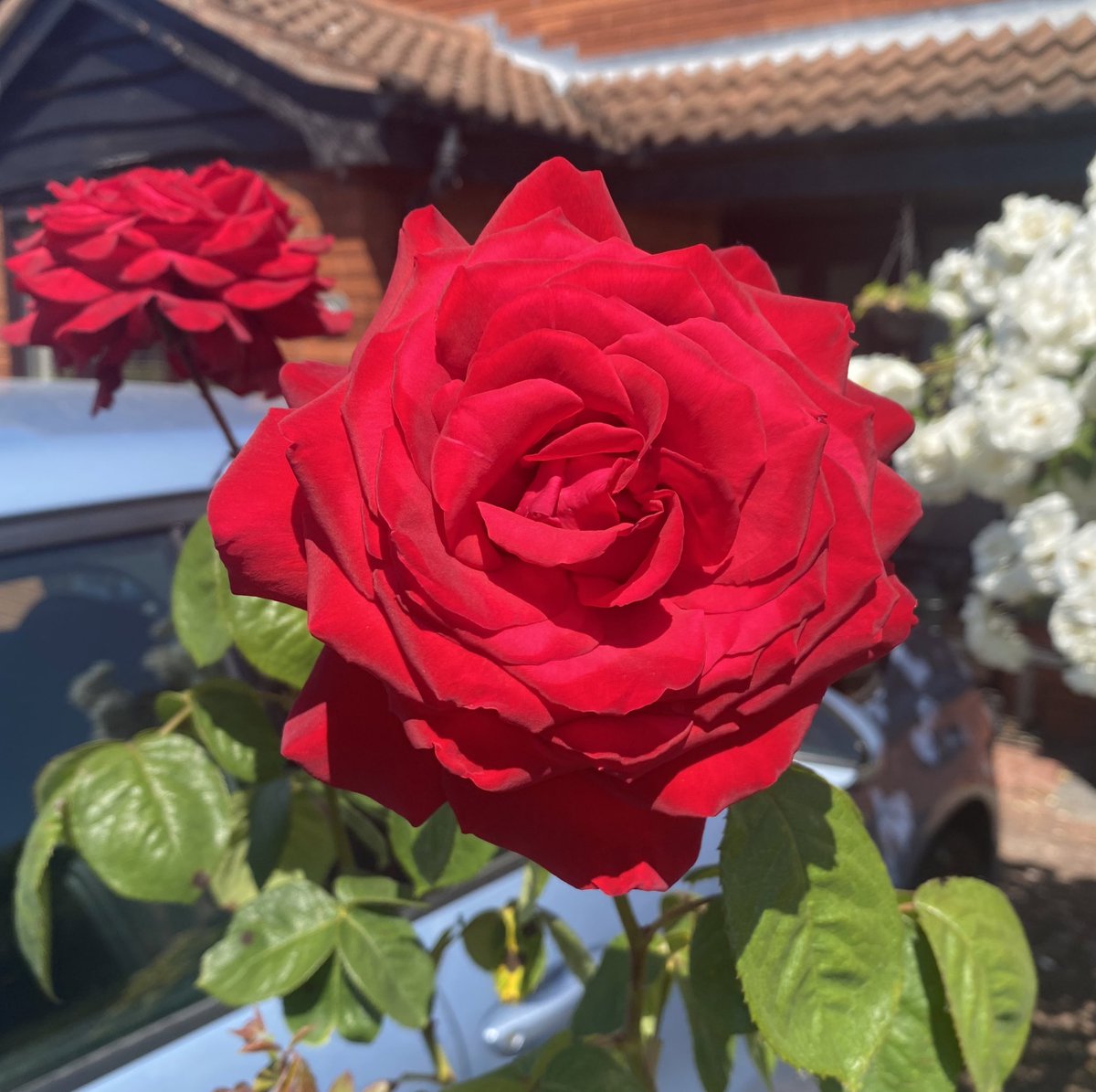 jenul1234's tweet photo. @GardensHour Loving the #roses before the rain and the first #sweetpeas this week #gardenshour https://t.co/mUac94PBU3