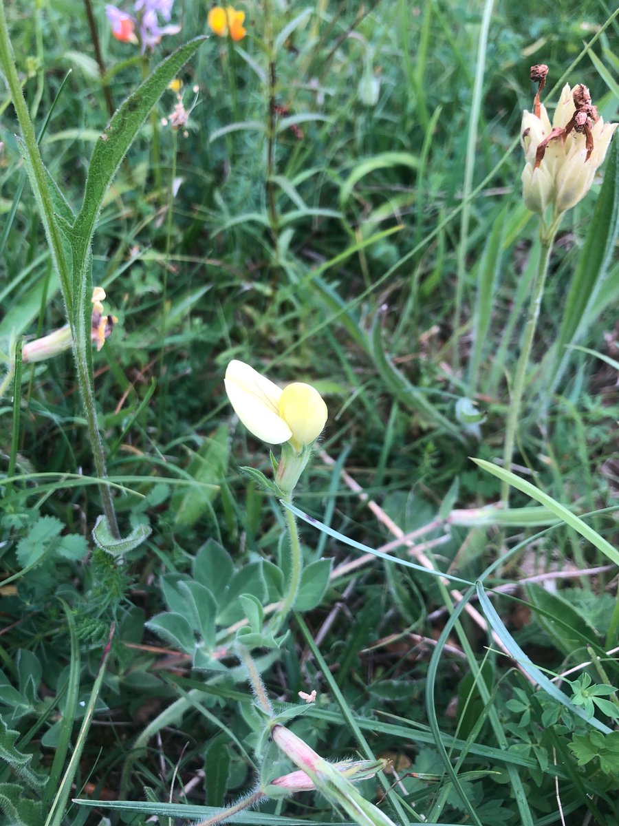 @ukorchids Musk orchid and Dragon's teeth. Noar Hill Hants