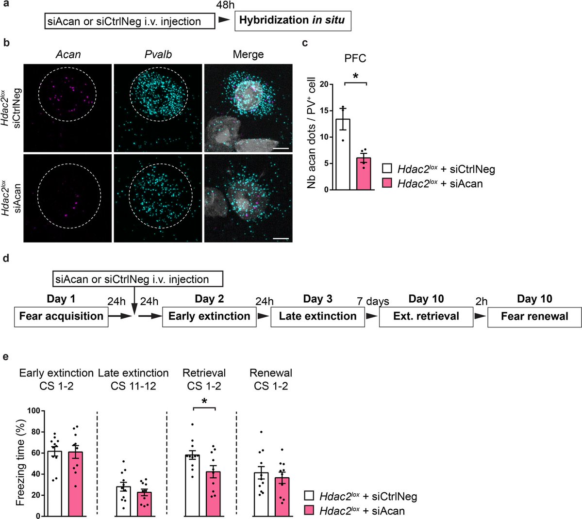 Acan downregulation in parvalbumin GABAergic cells reduces spontaneous recovery of fear memories. By Marisol Lavertu-Jolin et al. @CR_CHUSJ @ChuSteJustine #acan #parvalbumin #GABA #fear #behavior #memories #psychiatry #OpenAcces nature.com/articles/s4138…