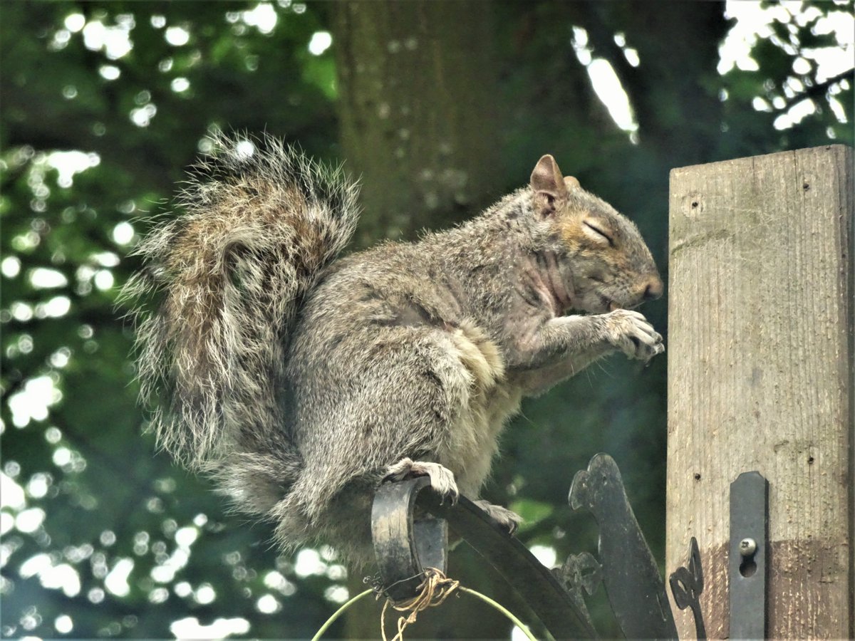 Essjayleam's tweet photo. One of the squirrels has been busy again at the feeder!!! 😀🐿️🥰 https://t.co/YZnTEO9KLy