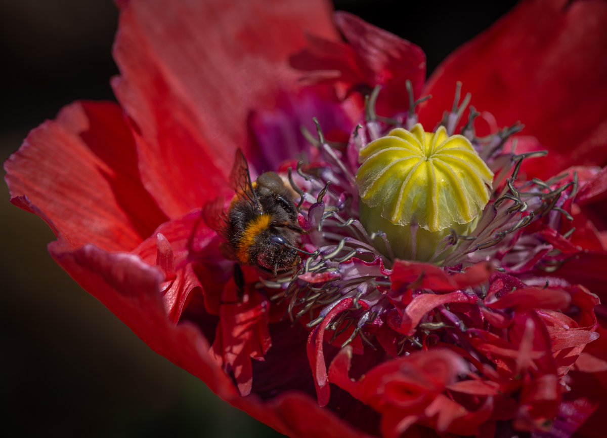 The busiest of bees on one of my poppies in the allotment. #lovebees  @CanonUKandIE @ThePhotoHour @naturewatch
#appicoftheweek #loveweather #Sharemondays2023 #fsprintmonday #WexMondays