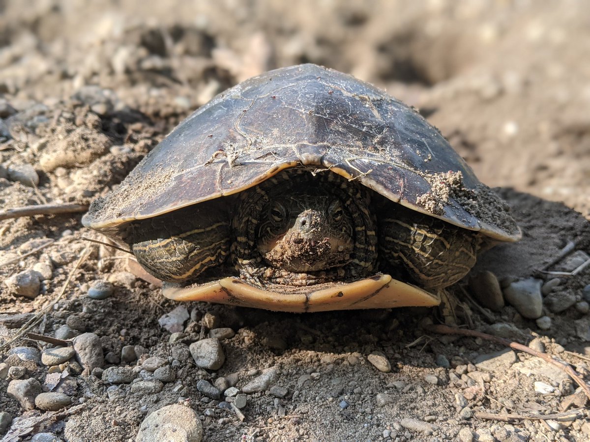 Surprised some turtles on the nest.