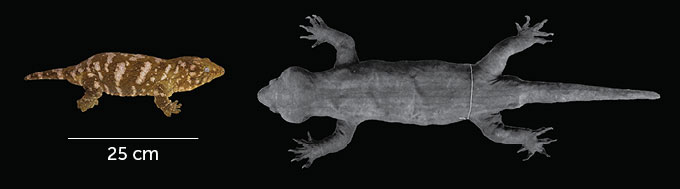 Upping cool new study by Heinicke et al. on extinct giant Delcourt's gecko (nature.com/articles/s4159…). Thought to be from #NZ & inspiration for kawekaweau of Māori legend, no fossils found here. Now #ancientDNA shows this gecko part of #NewCaledonia gecko radiation - @smcnz. 1/3