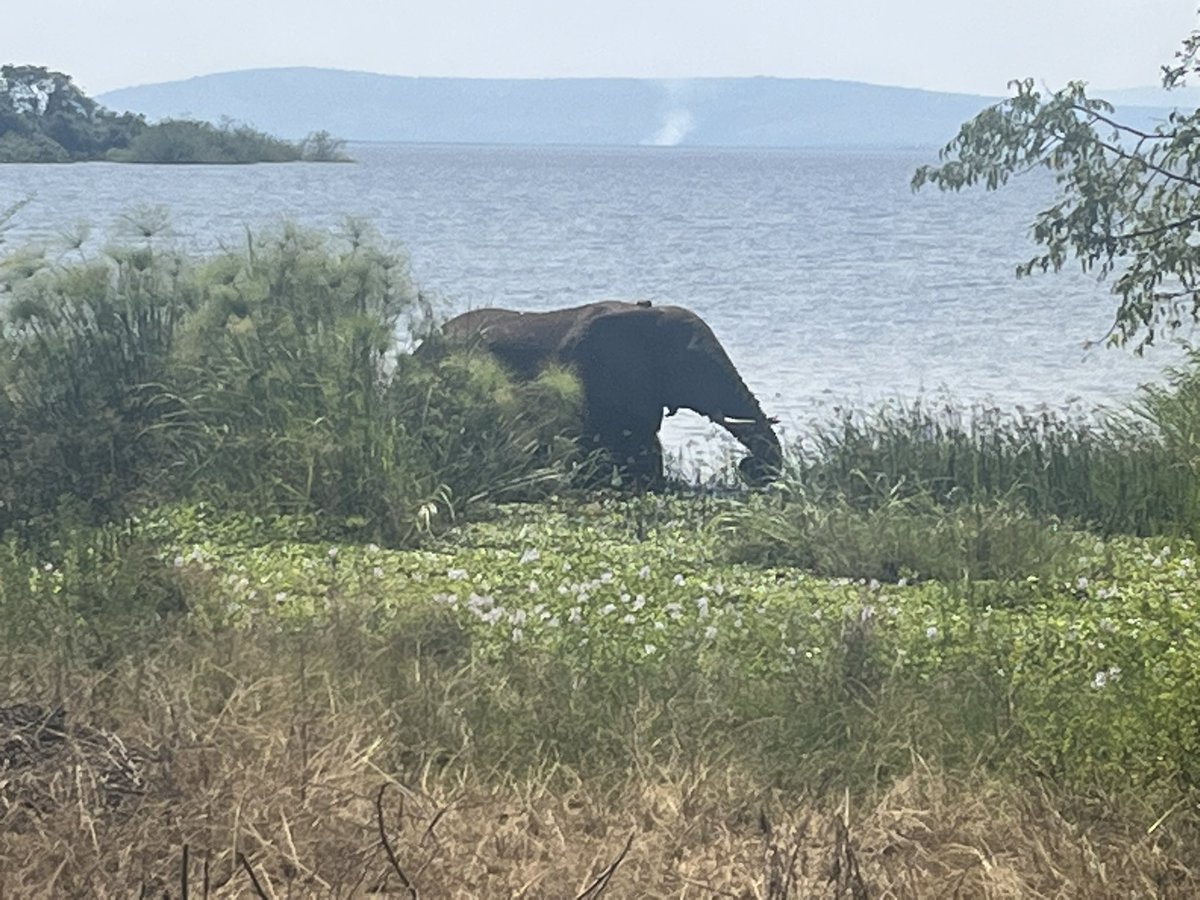 FPglobaled's tweet photo. Some of our favorite shots of the animals we saw today! Animals we saw include (not limited to) Elephants, baboons, buffalos, cranes, storks, zebras, different specials of antelopes, leopards, giraffes, African eagles, Rhinos, hippos, crocodiles, impalas,warthogs! (Post 2/2) https://t.co/jvp53OQujH