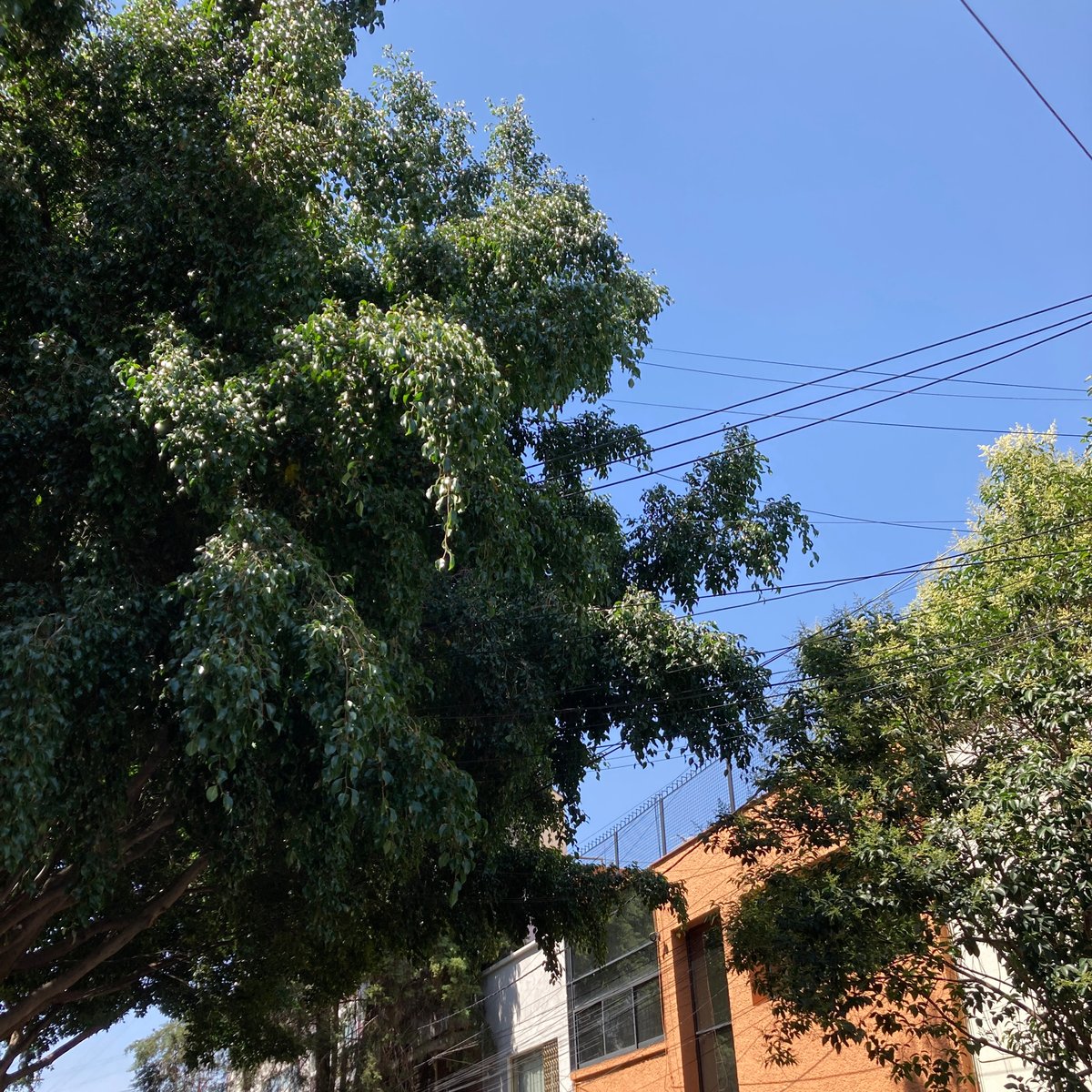 ♎️𝕄𝕠𝕣𝕟𝕚𝕖 𝔸𝕝𝕗𝕒𝕣𝕠🇲🇽 tweet media