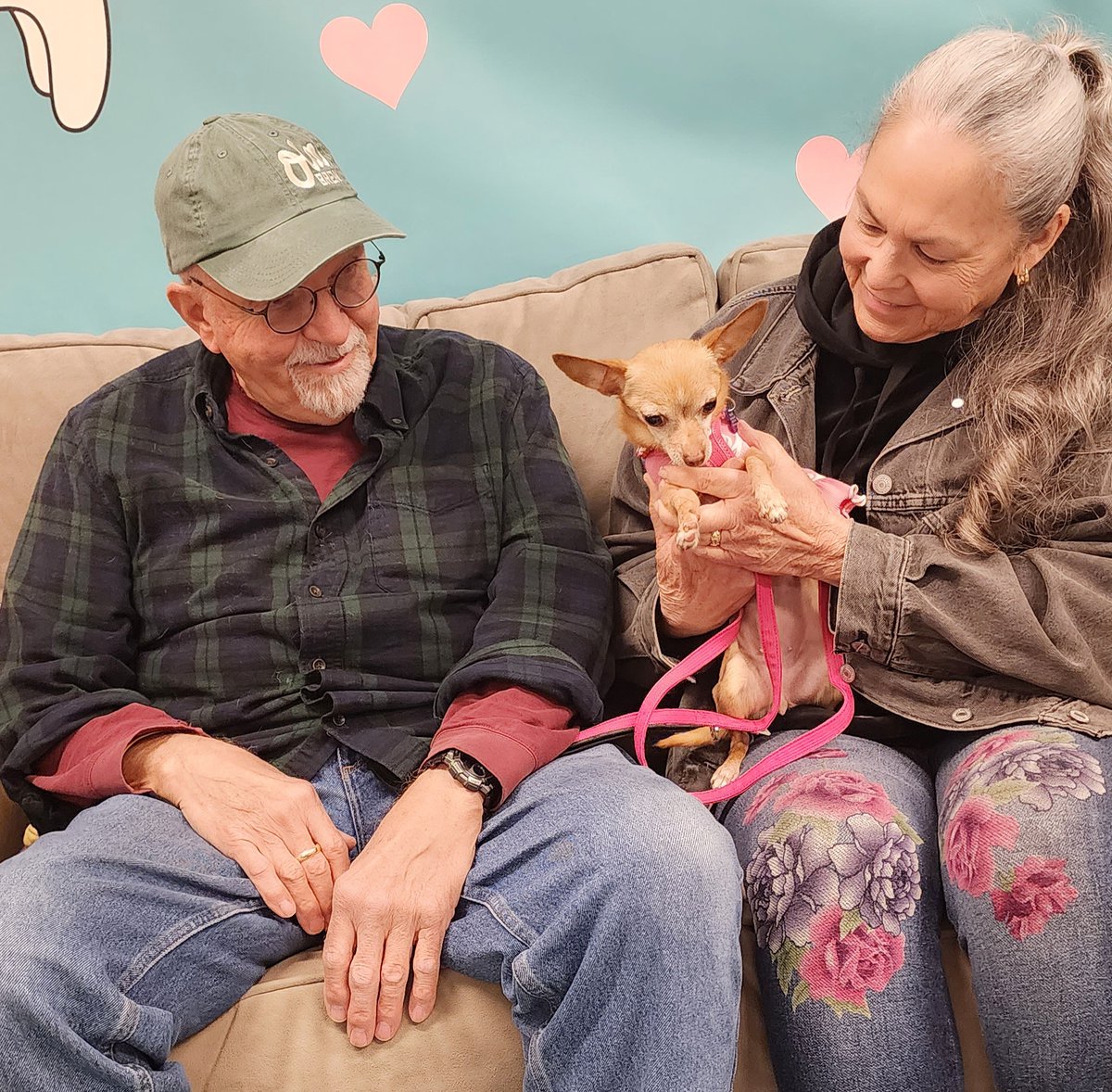 DILLY is now Lolita Bonita, she's happily settled with Siouxann, Roger & her 2 Chi sisters in San Mateo! At 4lbs, she's sure to keep up with her sisters, who are just the perfect trio of adorable senior Chis.  #Thankyou for #adopting a #seniordog! 🌟💗