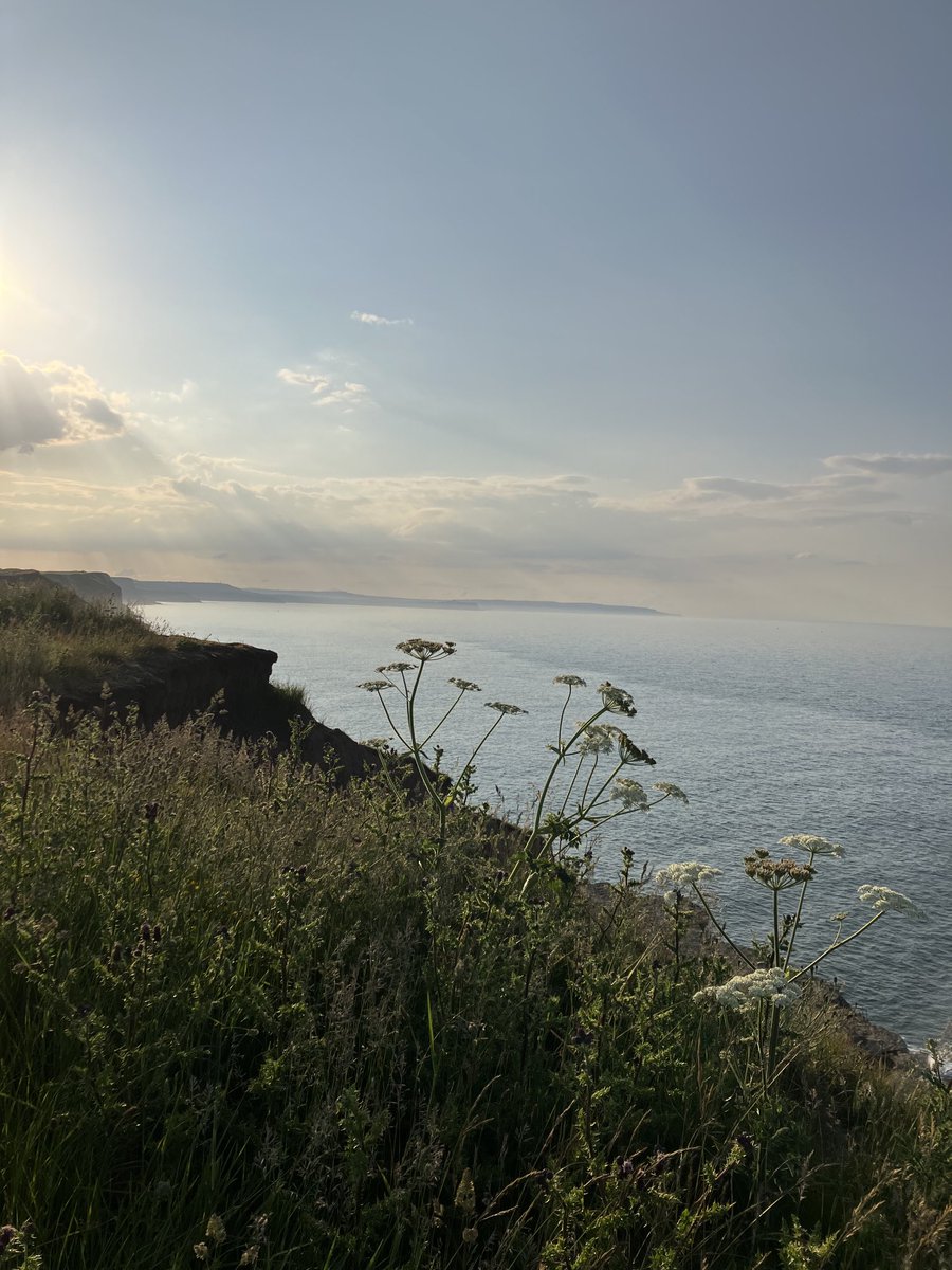 Evening wander #cloudscapes plus #MeadowPipit #Chiffchaff #Goldfinch #SongTrush #Guillemot #Razorbill #Gannet & more. #filey