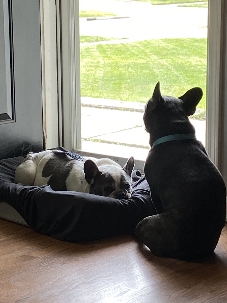 Neighborhood Watch, ready for duty……😴😴