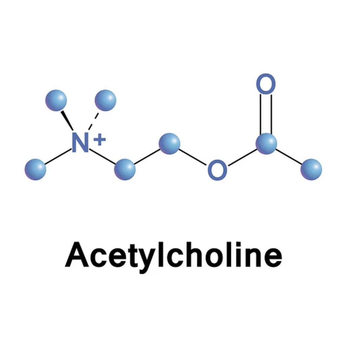 Acetylcholine, The Often-Forgotten Neurotransmitter

Acetylcholine is a neurotransmitter that plays a significant and critical role in the central nervous system, the peripheral nervous system, the autonomic nervous system, and the parasympathetic nervous system.

In fact, the