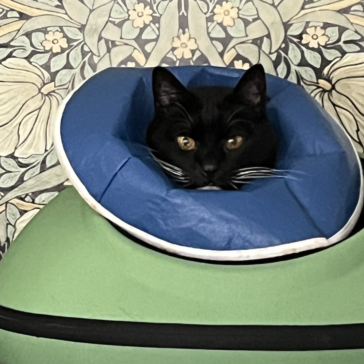 Harpo is very very happy to be out of my room and back in his favorite bed. #CatsOfTwitter #TuxieGang