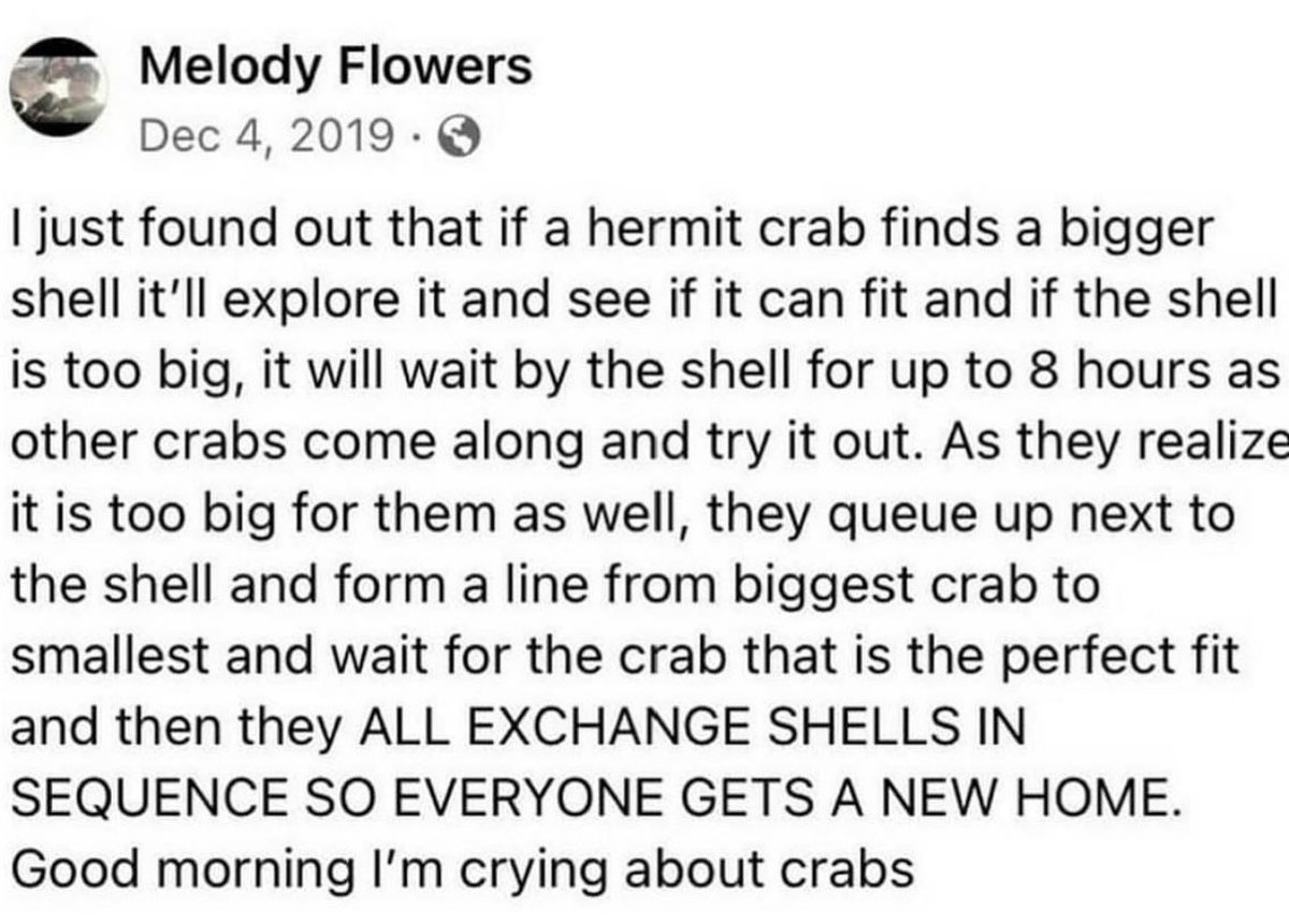 🐚🦀Hermit Crabs are actually better than The Greens & The Liberals! Hermit Crabs are more civilised than the politicians ruining lives for their own selfish agendas. #hypocrites
#Housing #HermitCrabs #TheGreens #LibFail #FederaliCAC #auspol #politics #Libs #NoCompassion #corrupt