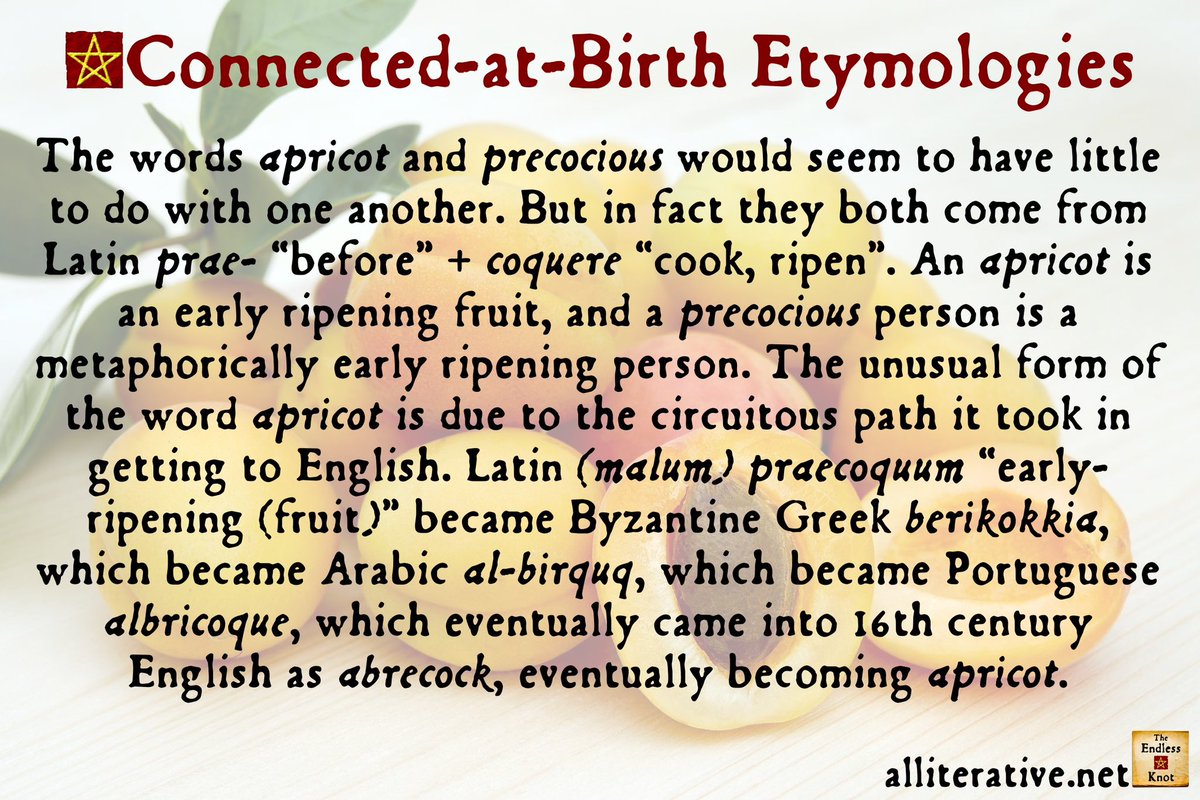 The #ConnectedAtBirth #etymology of the week is APRICOT/PRECOCIOUS #wotd #apricot #precocious